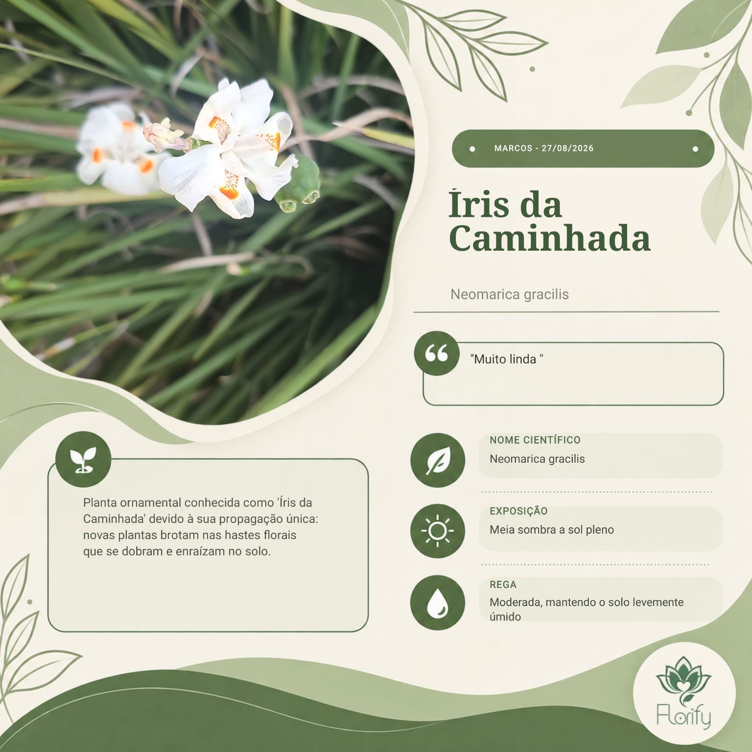Imagem de uma flor gerada pelo Florify para compartilhar nas redes sociais, com foto, nome científico e cuidados